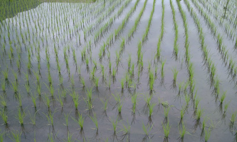 �c�A����̓c��ڂ̎ʐ^�ł��B�i����24�N6��10���@�B�e�j